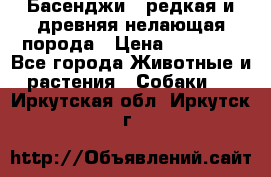 Басенджи - редкая и древняя нелающая порода › Цена ­ 50 000 - Все города Животные и растения » Собаки   . Иркутская обл.,Иркутск г.